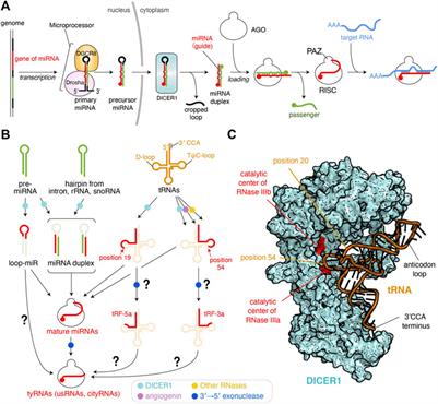 Are Argonaute-Associated Tiny RNAs Junk, Inferior miRNAs, or a New Type of Functional RNAs?